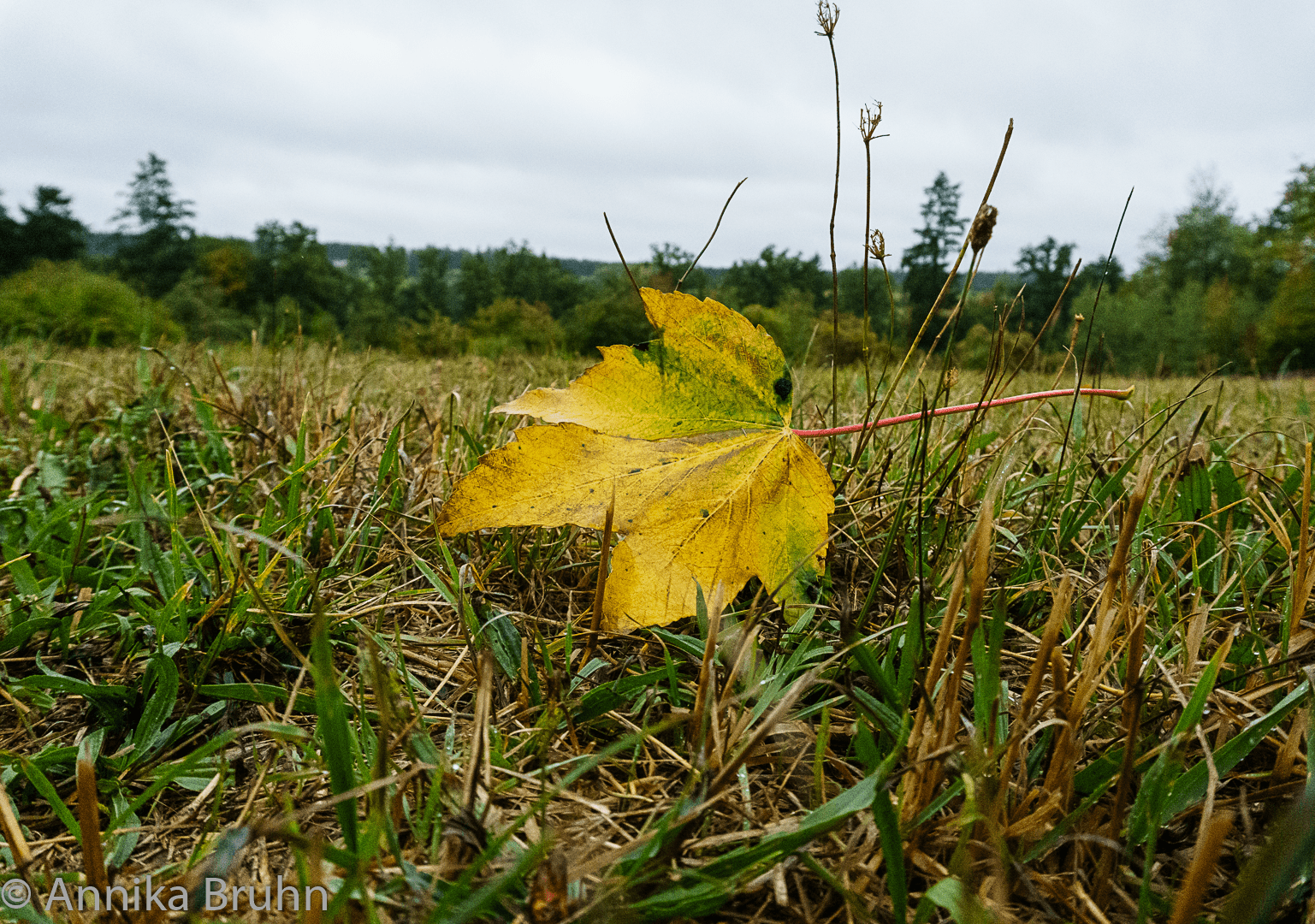 Der Herbst is da